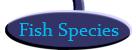 Fish Species